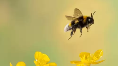 Meta dünyanın ilk nükleer enerjili yapay zeka veri merkezini kuracaktı: Arılar müsaade etmedi!